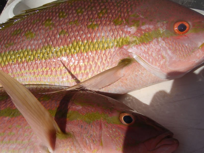 07/12/14 Fish Key West Florida As seen on ESPN